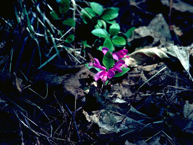 Polygala paucifolia (Gaywings) #16318