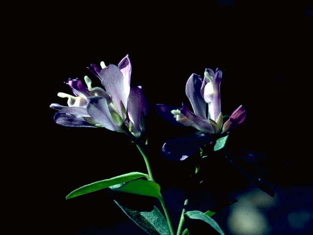 Polygala paucifolia (Gaywings) #16319