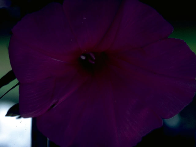 Ipomoea sagittata (Saltmarsh morning-glory) #16323