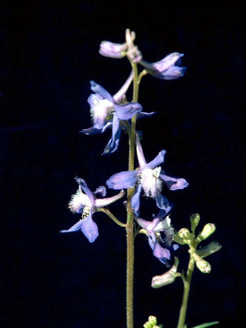 Delphinium carolinianum (Prairie larkspur) #16354