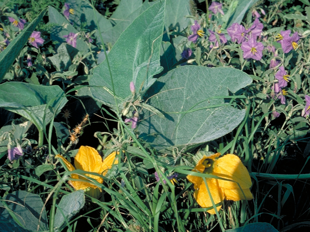 Cucurbita foetidissima (Stinking gourd) #16387