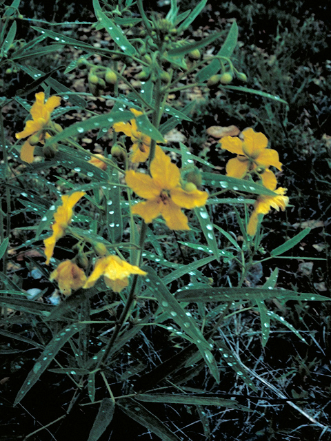 Senna roemeriana (Twoleaf senna) #16391