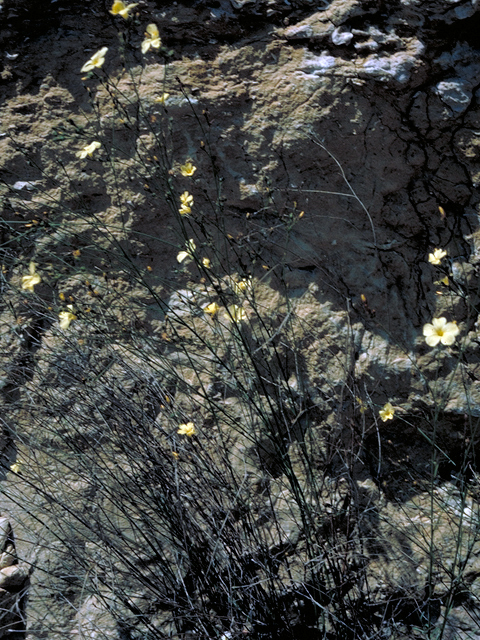 Linum rupestre (Rock flax) #16405