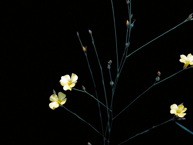 Linum rupestre (Rock flax) #16407