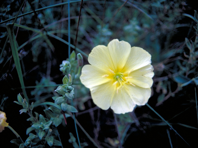 Oenothera drummondii (Beach evening-primrose) #16416