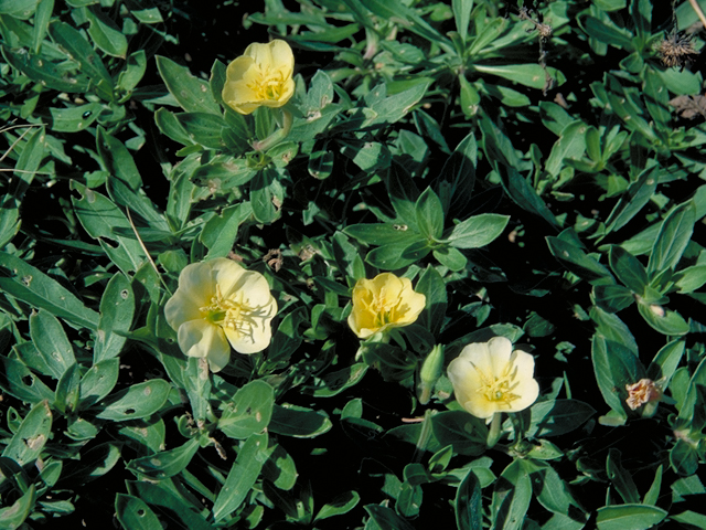 Oenothera drummondii (Beach evening-primrose) #16417