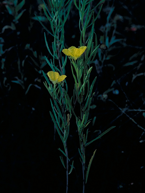 Ludwigia hirtella (Spindleroot) #16418