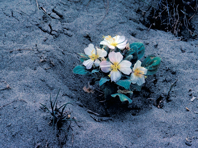 Oenothera deltoides (Birdcage evening-primrose) #16425