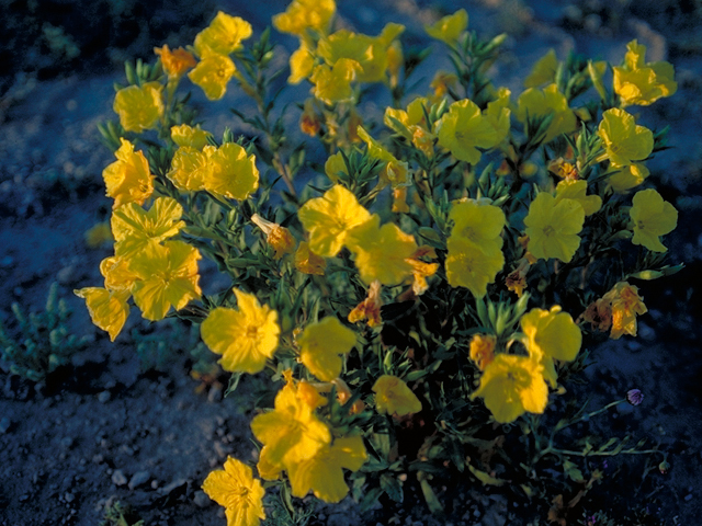 Oenothera macrocarpa ssp. macrocarpa (Bigfruit evening-primrose) #16430