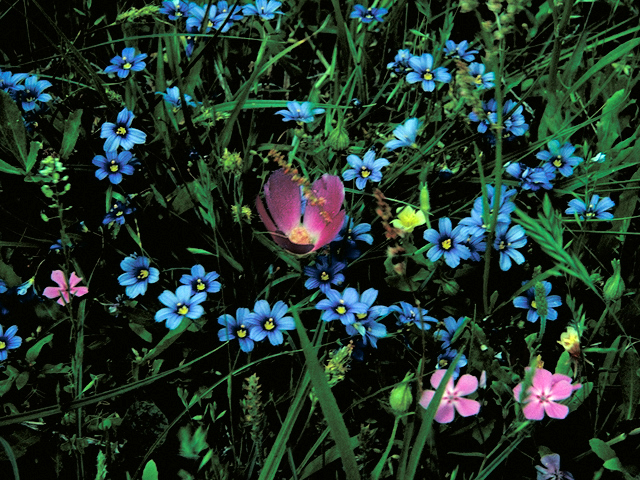 Sisyrinchium chilense (Swordleaf blue-eyed grass) #16450