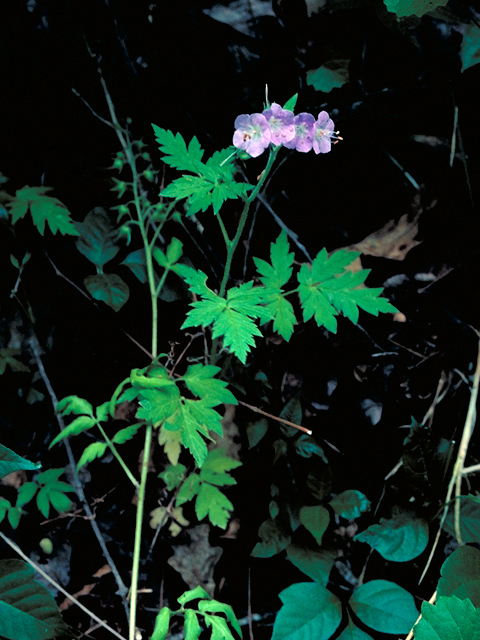 Geranium maculatum (Spotted geranium) #16460