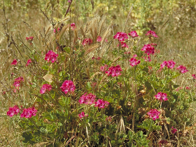 Geranium caespitosum var. parryi (Parry's geranium) #16461