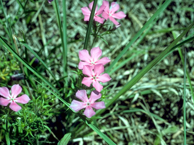 Phlox cuspidata (Pointed phlox) #16487