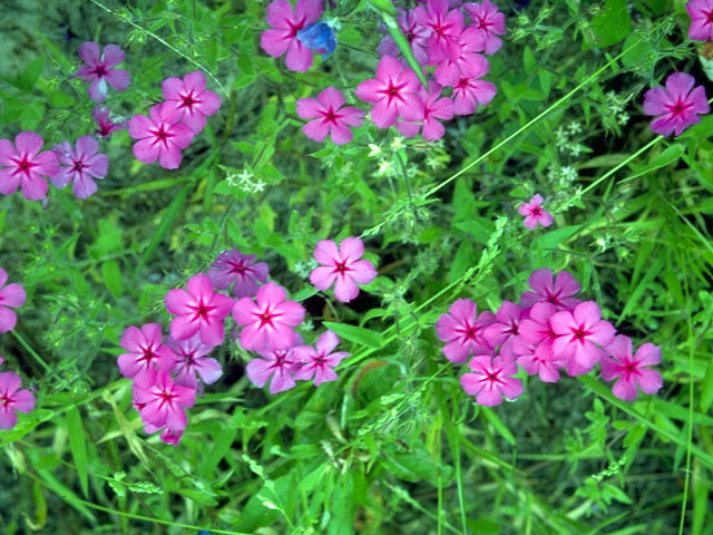 Phlox cuspidata (Pointed phlox) #16488