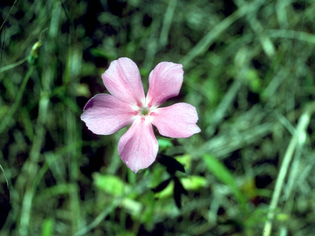 Phlox cuspidata (Pointed phlox) #16489