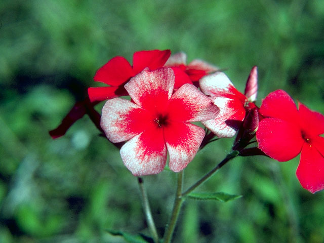 Phlox drummondii (Annual phlox) #16496