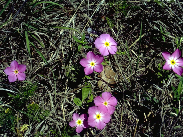 Phlox roemeriana (Goldeneye phlox) #16499