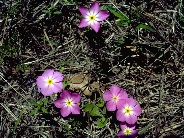 Phlox roemeriana (Goldeneye phlox) #16500