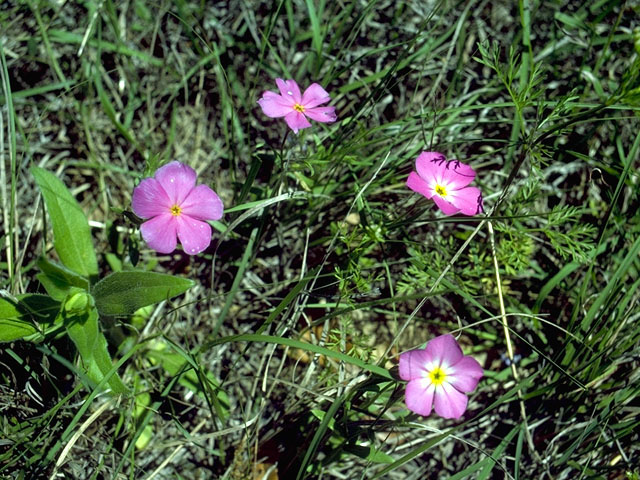 Phlox roemeriana (Goldeneye phlox) #16501