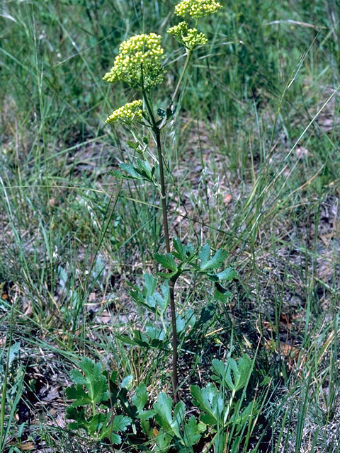 Polytaenia texana (Texas prairie parsley) #16531