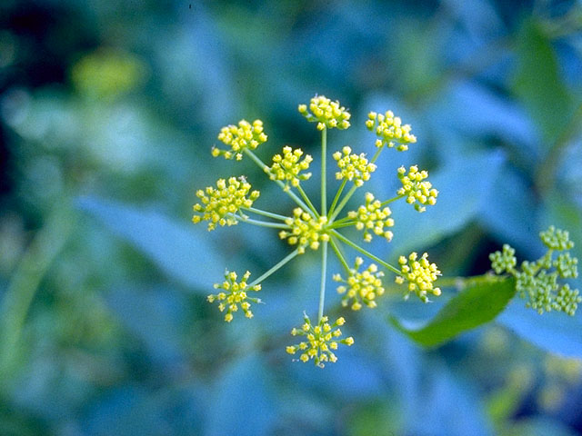 Polytaenia nuttallii (Nuttall's prairie parsley) #16535