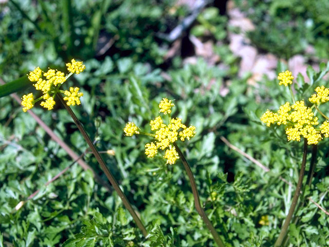 Polytaenia nuttallii (Nuttall's prairie parsley) #16536