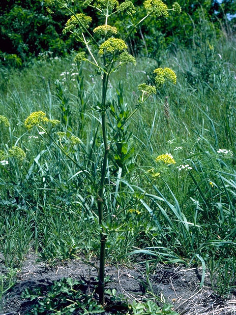 Polytaenia texana (Texas prairie parsley) #16537