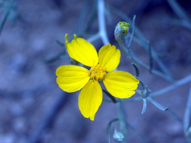 Psilostrophe tagetina var. cerifera (Woolly paperflower) #16561