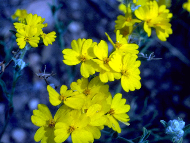 Psilostrophe tagetina var. cerifera (Woolly paperflower) #16562