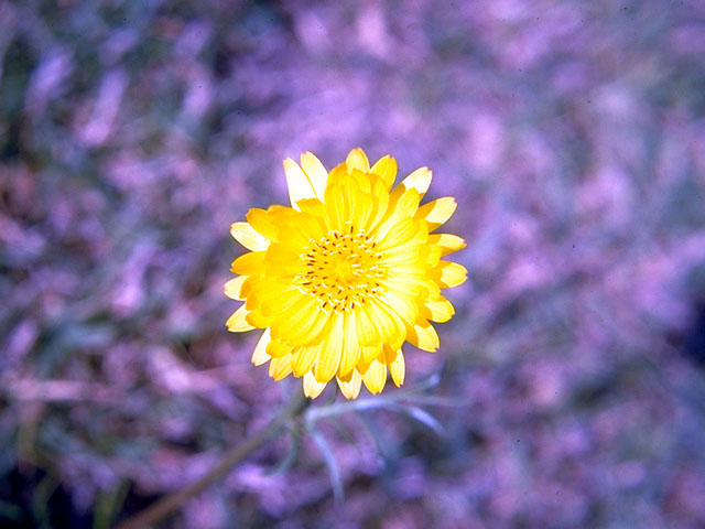 Pyrrhopappus pauciflorus (Smallflower desert-chicory) #16575