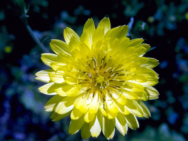 Pyrrhopappus pauciflorus (Smallflower desert-chicory) #16576