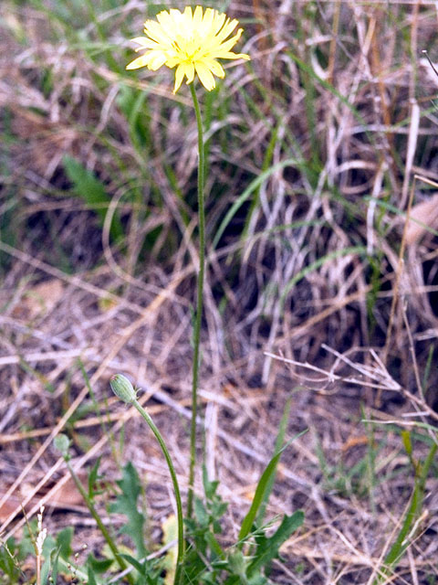 Pyrrhopappus pauciflorus (Smallflower desert-chicory) #16577