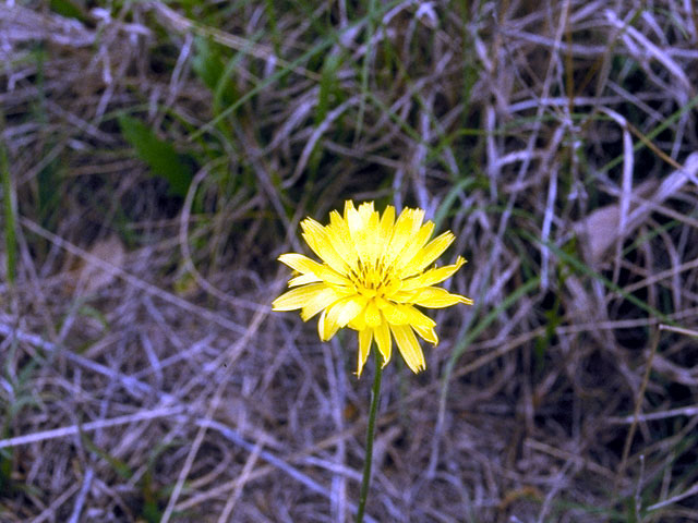 Pyrrhopappus pauciflorus (Smallflower desert-chicory) #16578