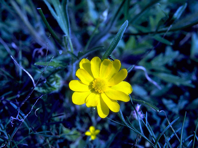 Ranunculus macranthus (Large buttercup) #16588