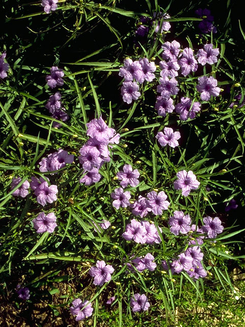 Ruellia malacosperma (Softseed wild petunia) #16633