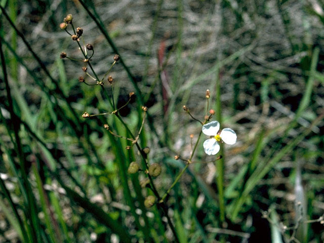 Sagittaria graminea (Grassy arrowhead) #16651