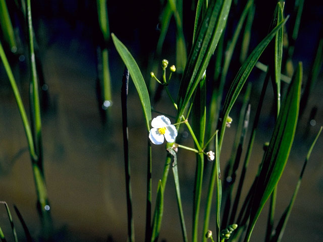 Sagittaria graminea (Grassy arrowhead) #16652