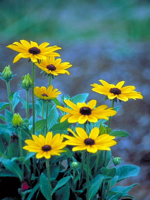 Rudbeckia hirta (Black-eyed susan) #17430