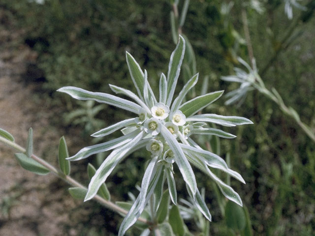 Euphorbia bicolor (Snow on the prairie) #10313