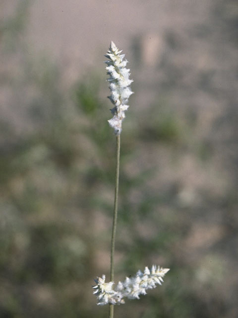 Froelichia floridana (Plains snakecotton) #10341