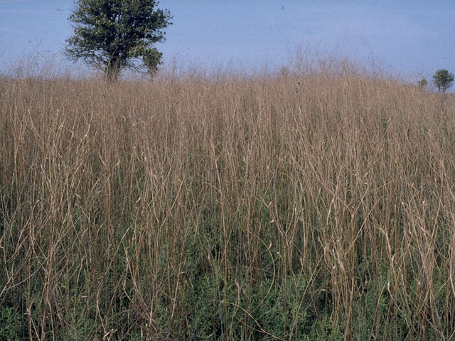 Oenothera filiformis (Longflower beeblossom) #10354