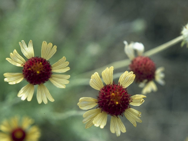 Gaillardia pinnatifida (Red dome blanketflower) #10358