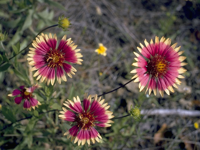 Gaillardia pulchella (Indian blanket) #10362