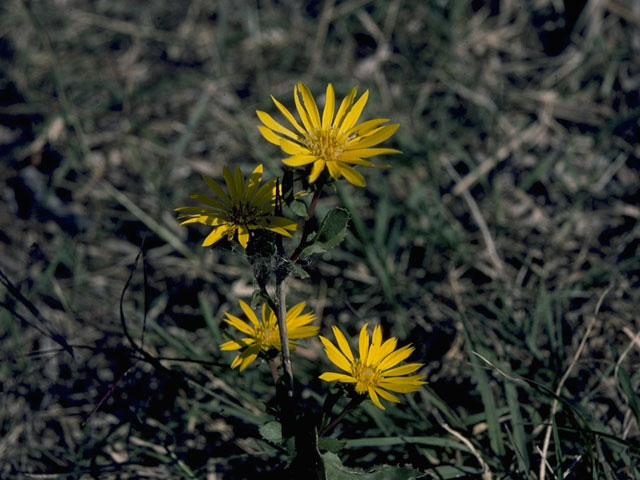 Machaeranthera pinnatifida var. pinnatifida (Lacy tansyaster) #10406