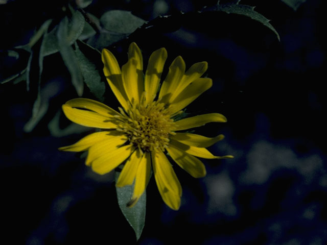 Machaeranthera pinnatifida var. pinnatifida (Lacy tansyaster) #10408