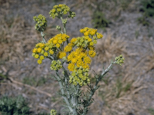 Hymenopappus flavescens (Yellow plainsman) #10424