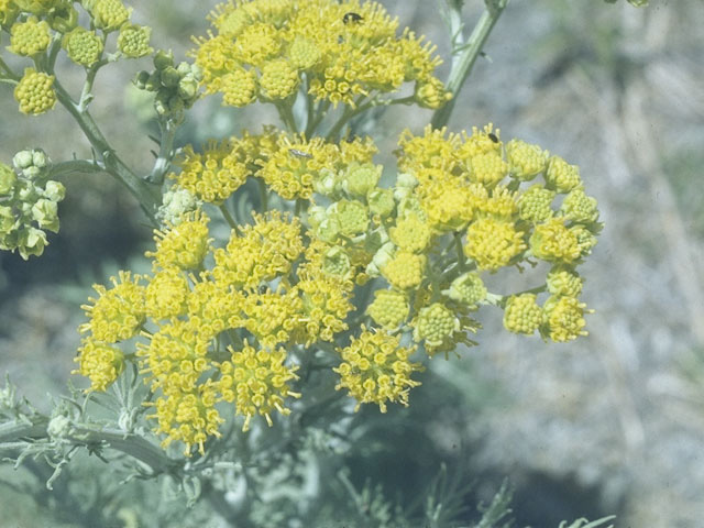 Hymenopappus flavescens (Yellow plainsman) #10427