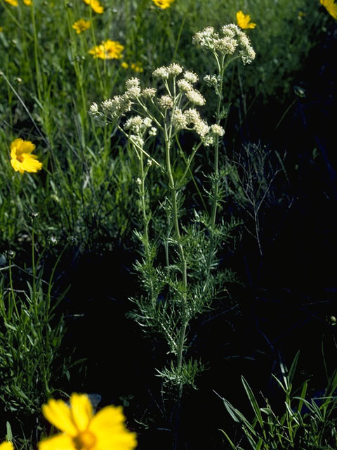 Hymenopappus scabiosaeus (Carolina woollywhite) #10428