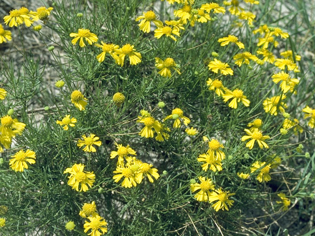 Hymenoxys odorata (Bitter rubberweed) #10432