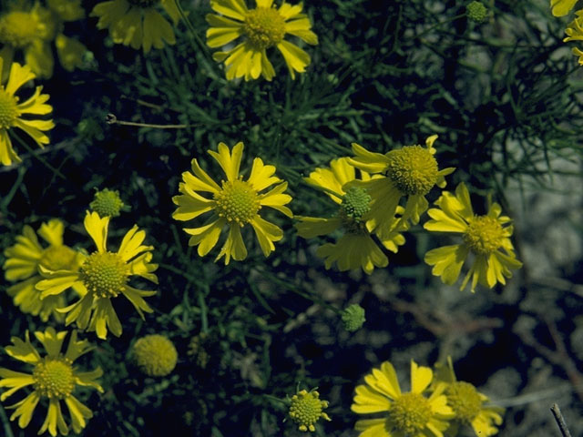 Hymenoxys odorata (Bitter rubberweed) #10434